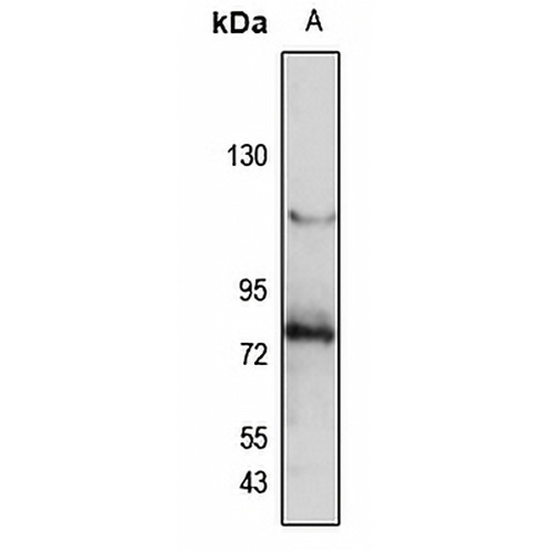 L-RAP Rabbit Polyclonal Antibody