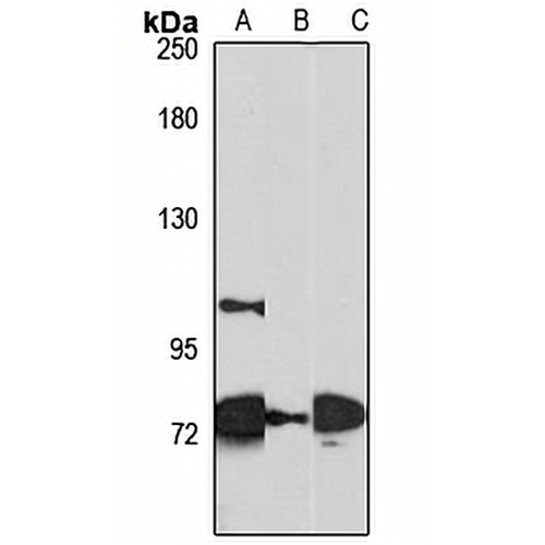 ERCC6L2 Rabbit Polyclonal Antibody