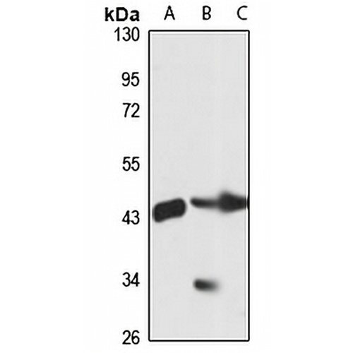SPFH1 Rabbit Polyclonal Antibody