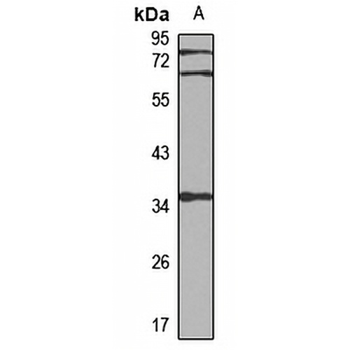 SPFH2 Rabbit Polyclonal Antibody