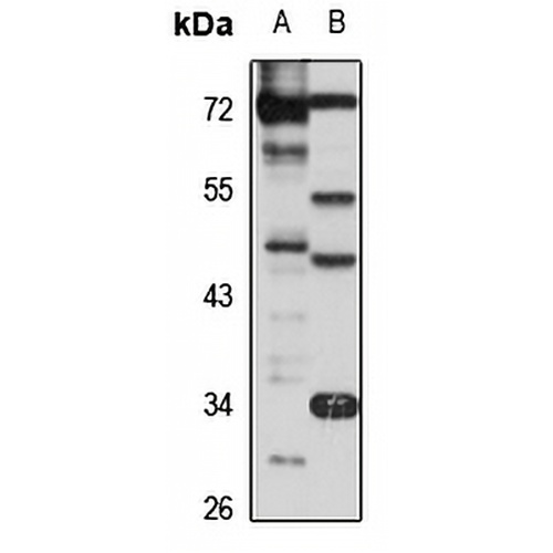 ERMAP Rabbit Polyclonal Antibody