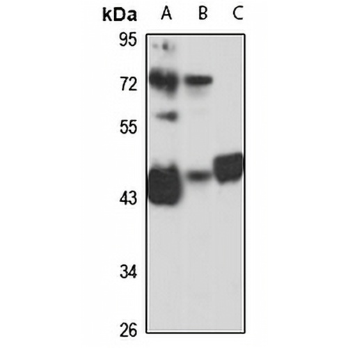 TXNDC4 Rabbit Polyclonal Antibody