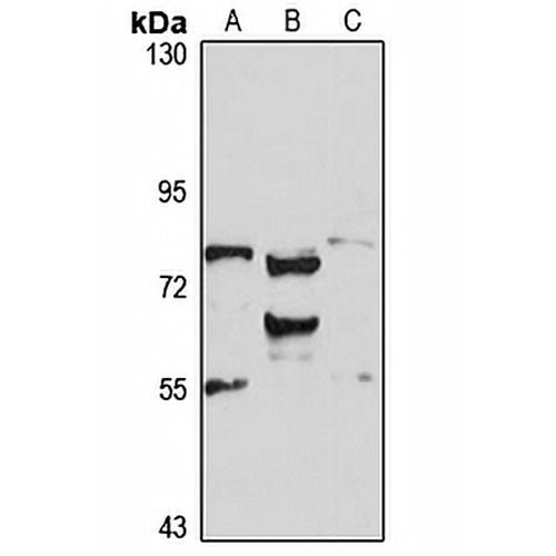 RBM35A Rabbit Polyclonal Antibody
