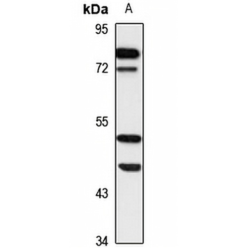 Ethanolamine Kinase 1 Rabbit Polyclonal Antibody