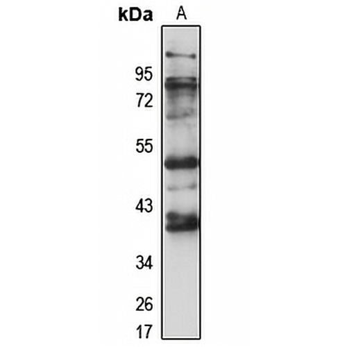 ETNK2 Rabbit Polyclonal Antibody