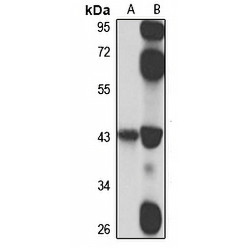 EXO5 Rabbit Polyclonal Antibody
