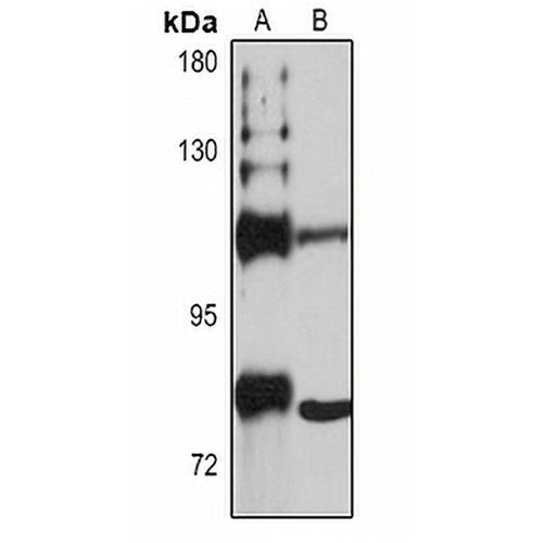 SEC3 Rabbit Polyclonal Antibody