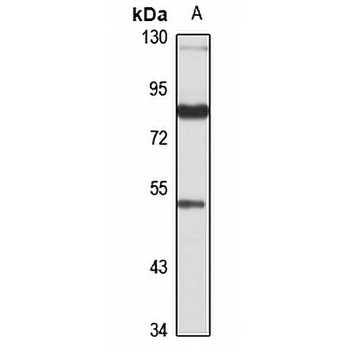 SEC6 Rabbit Polyclonal Antibody