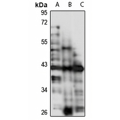 F8A1 Rabbit Polyclonal Antibody