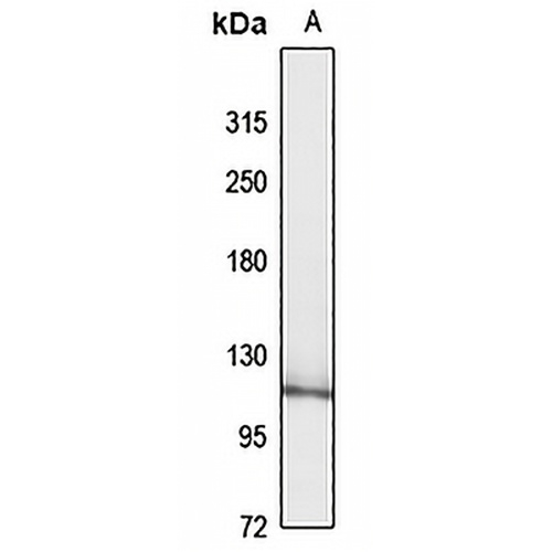 FAM120A Rabbit Polyclonal Antibody