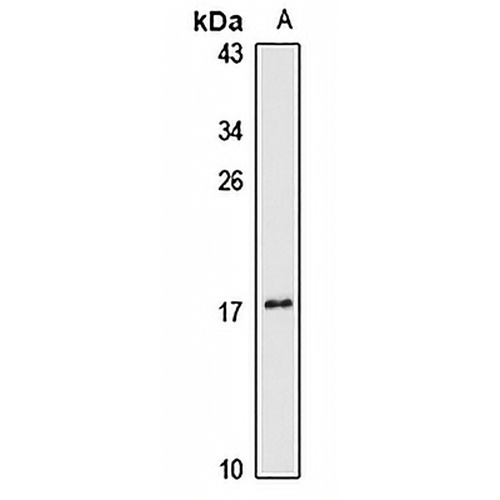 FAM127B Rabbit Polyclonal Antibody