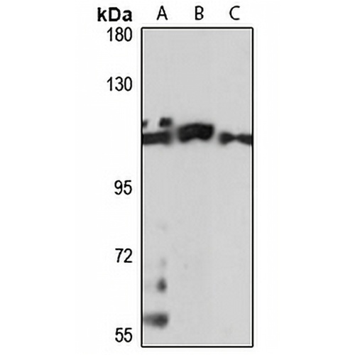 FAM65B Rabbit Polyclonal Antibody