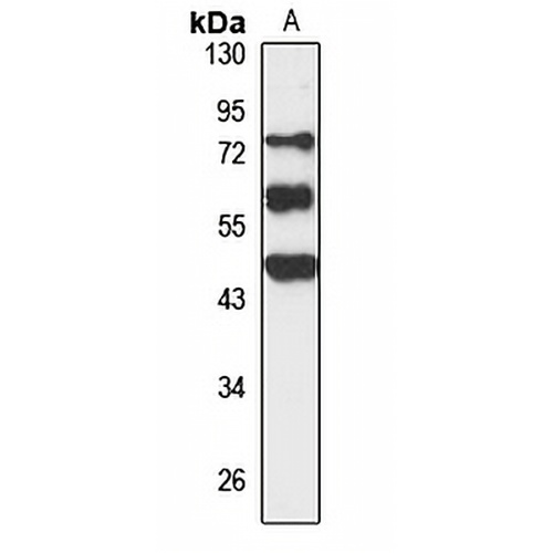 FAM83A Rabbit Polyclonal Antibody