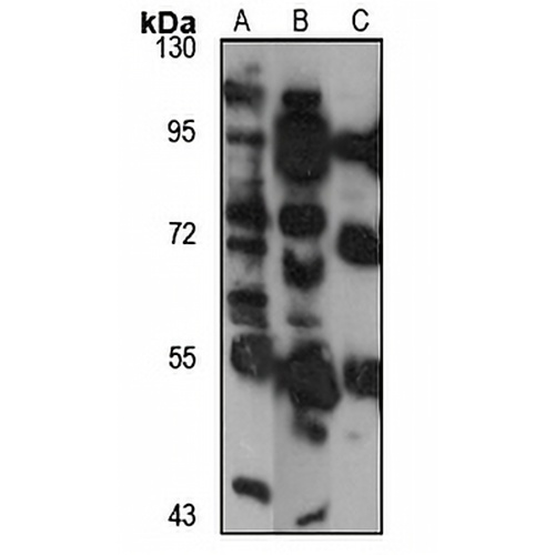 FAR1 Rabbit Polyclonal Antibody