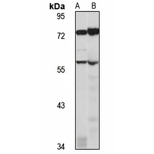 FARSA Rabbit Polyclonal Antibody
