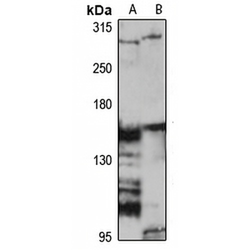 Fibrillin-2 Rabbit Polyclonal Antibody