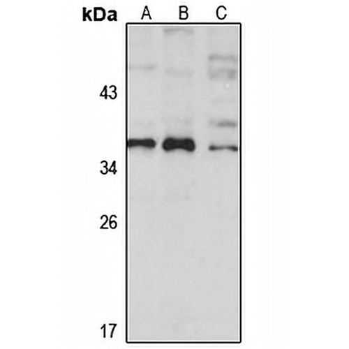 FBL12 Rabbit Polyclonal Antibody