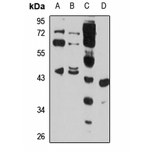 FBL2 Rabbit Polyclonal Antibody