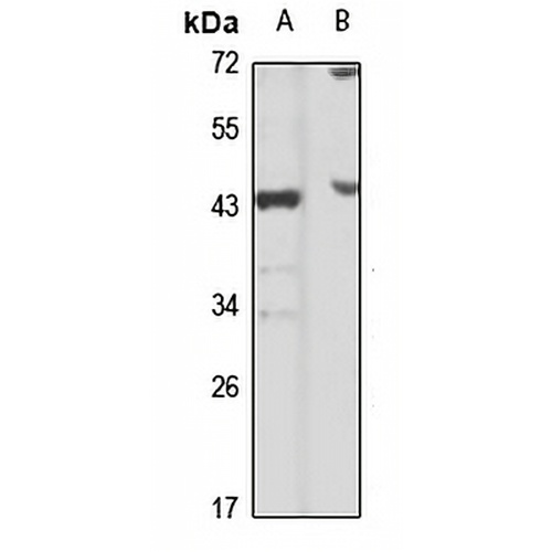 FBXO4 Rabbit Polyclonal Antibody