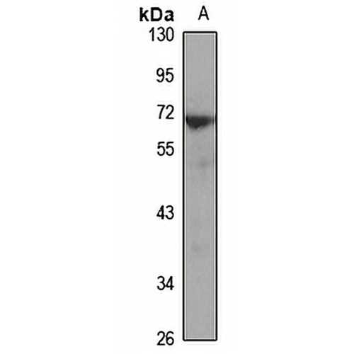 Fc epsilon RI alpha Rabbit Polyclonal Antibody