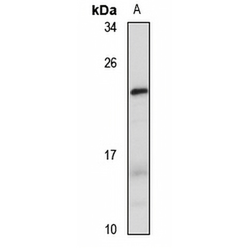 FCF1 Rabbit Polyclonal Antibody