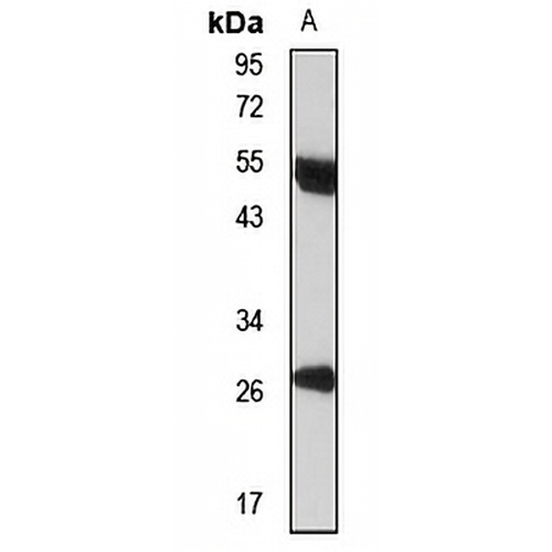 FCGR1B Rabbit Polyclonal Antibody