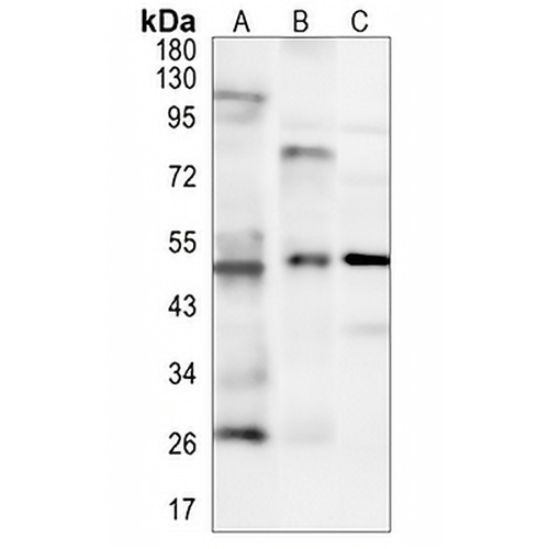 CD32a Rabbit Polyclonal Antibody