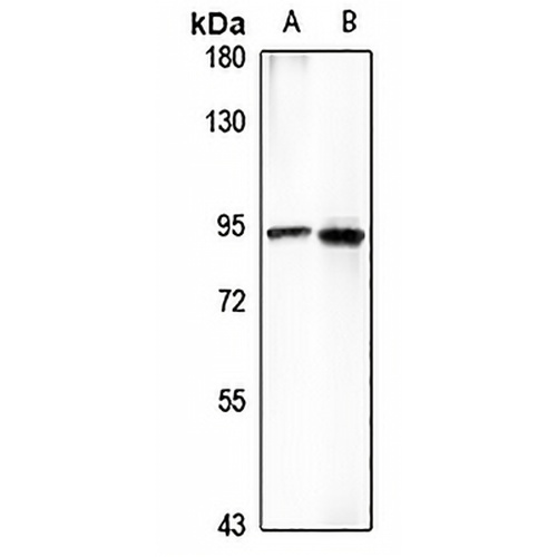 FCHO2 Rabbit Polyclonal Antibody