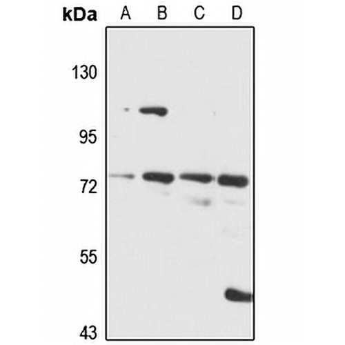FCHSD1 Rabbit Polyclonal Antibody