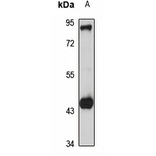 CD307b Rabbit Polyclonal Antibody