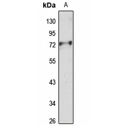 FEZ1 Rabbit Polyclonal Antibody
