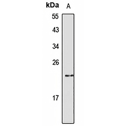 FGF7 Rabbit Polyclonal Antibody