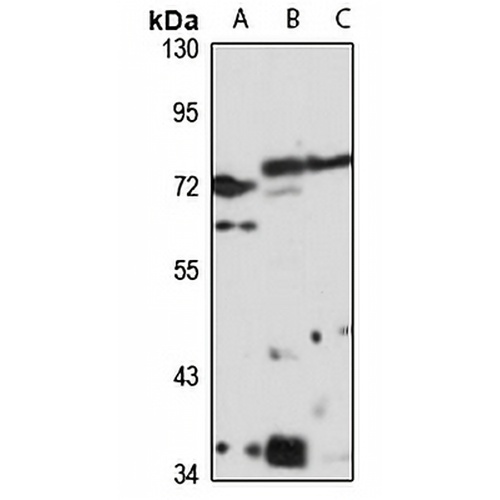 Fggy Rabbit Polyclonal Antibody
