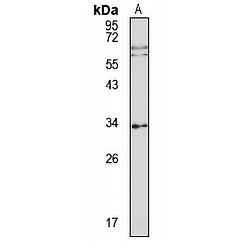 FHL-5 Rabbit Polyclonal Antibody