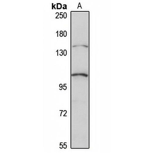 FHOD1 Rabbit Polyclonal Antibody