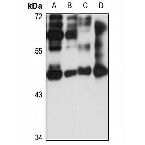 HYPE Rabbit Polyclonal Antibody