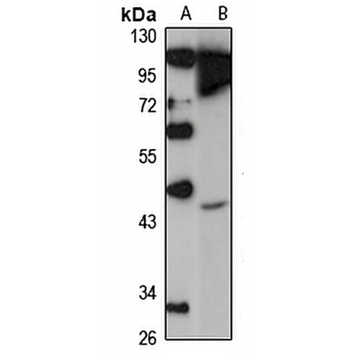 FJX1 Rabbit Polyclonal Antibody