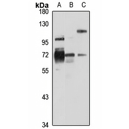 FKBP10 Rabbit Polyclonal Antibody