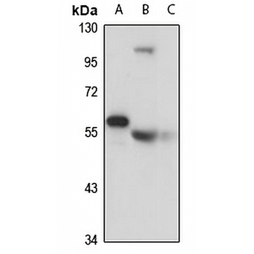 FKBP5 Rabbit Polyclonal Antibody