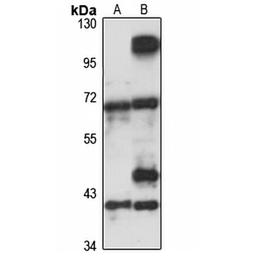 FLAD1 Rabbit Polyclonal Antibody