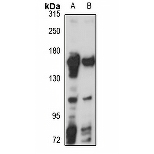 Flightless-1 Rabbit Polyclonal Antibody