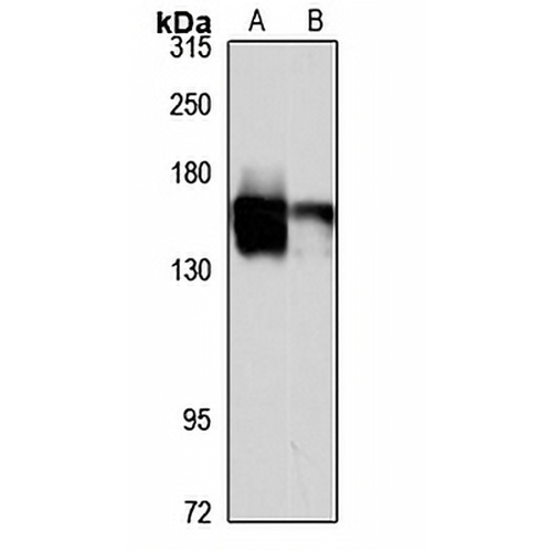 Formin-1 Rabbit Polyclonal Antibody