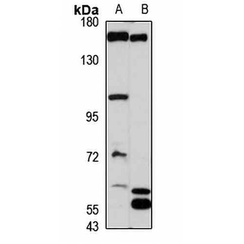 FMNL1 Rabbit Polyclonal Antibody