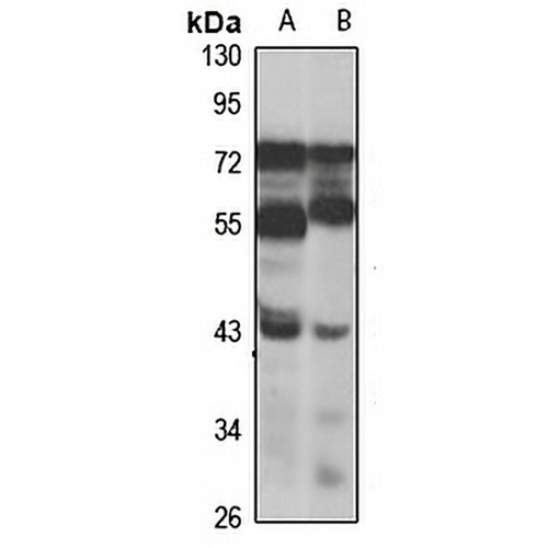 FMO5 Rabbit Polyclonal Antibody
