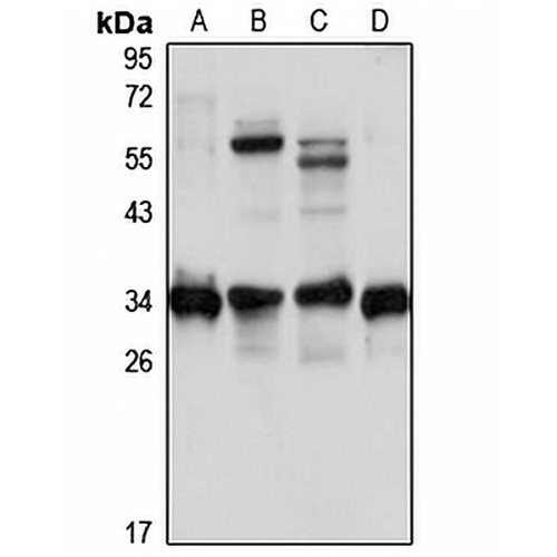 FN3KRP Rabbit Polyclonal Antibody