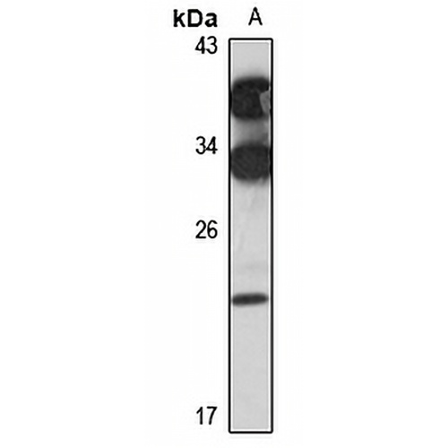 FOPNL Rabbit Polyclonal Antibody