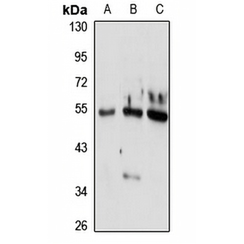 HNF-3 alpha Rabbit Polyclonal Antibody