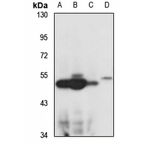 BF-1 Rabbit Polyclonal Antibody