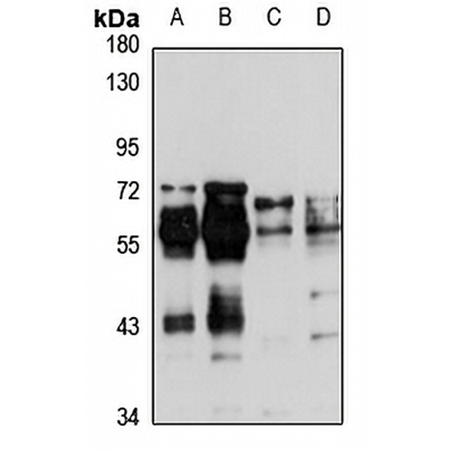 FOXRED1 Rabbit Polyclonal Antibody