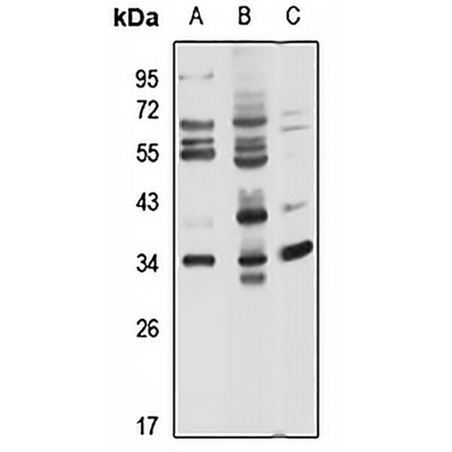 FSTL3 Rabbit Polyclonal Antibody